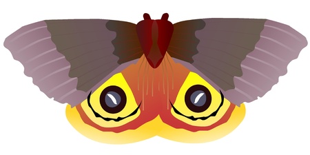 butterfly  on a white backgroundのイラスト素材