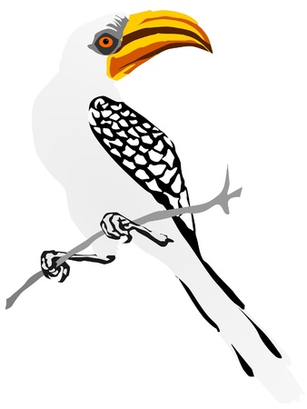 yellow-billed hornbillのイラスト素材