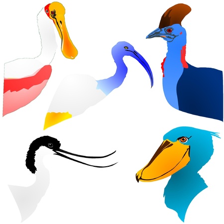  collection of color bird's headのイラスト素材