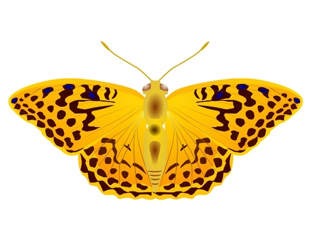 color vector butterflyのイラスト素材