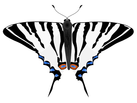 Vector figure of the butterflyのイラスト素材