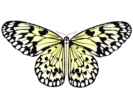 Vector image of the butterflyのイラスト素材