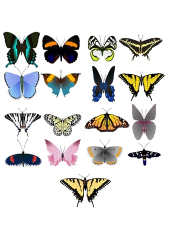Collection of vector images of beautiful butterfliesのイラスト素材