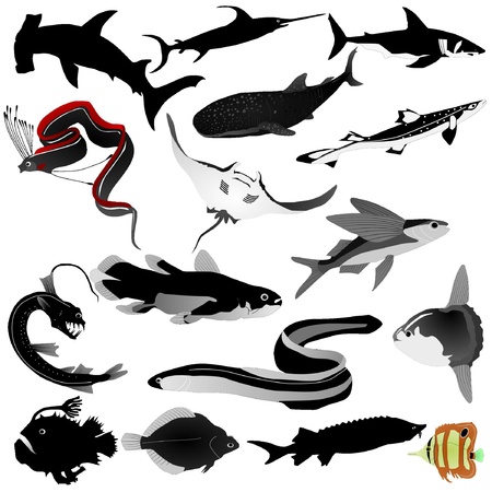 Collection of vector images of fishesのイラスト素材
