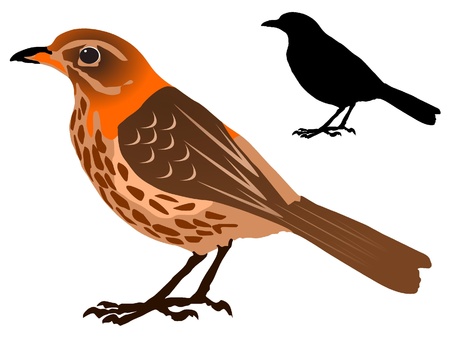vectors Song Thrushのイラスト素材