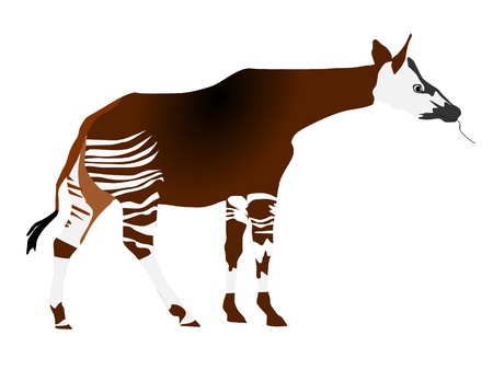 vectors okapiのイラスト素材