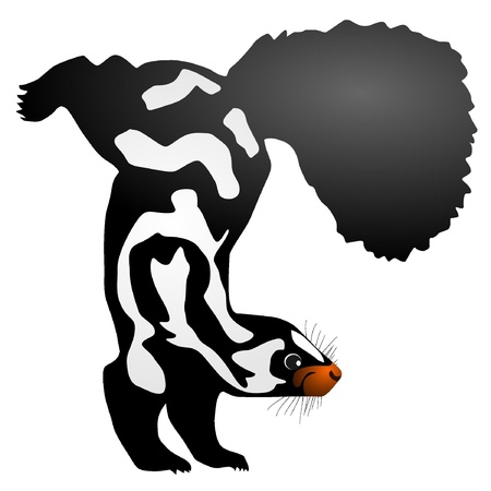 Vector illustration of skunkのイラスト素材