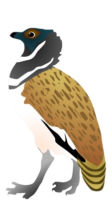 Vector illustration of bustardのイラスト素材