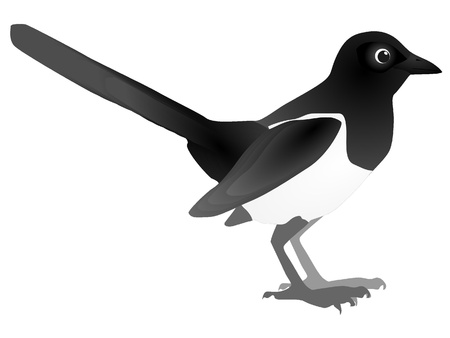 Vector image of magpieのイラスト素材
