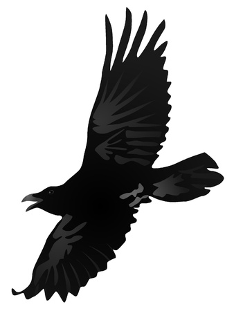 Vector drawing a flying crowのイラスト素材