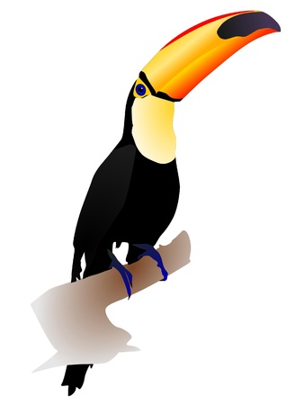 Vector illustration toucan sitting on a white backgroundのイラスト素材