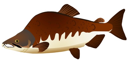 Vector image of pink salmonのイラスト素材