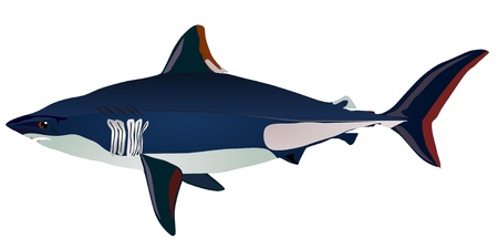 Vectors sharkのイラスト素材