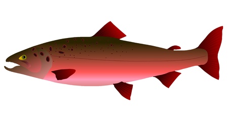 Vectors salmonのイラスト素材