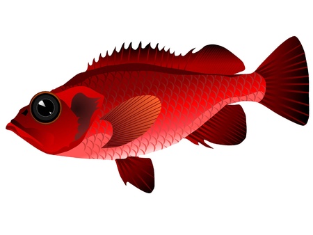 vectors ocean perchのイラスト素材