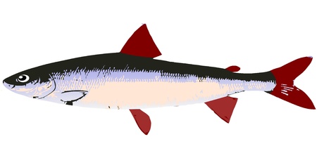 Vector image pilotのイラスト素材