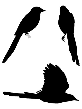 Set of silhouettes of magpiesのイラスト素材