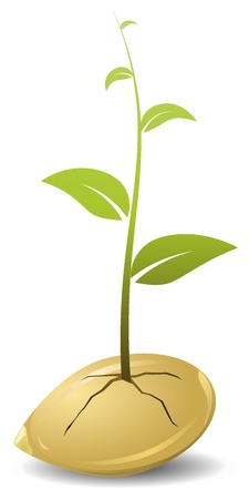 Sprouted grains. vector Sprouted grains. vector