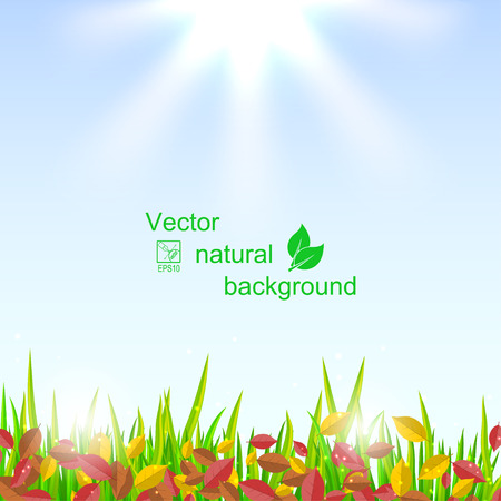 Autumn landscape with yellow and red fallen leaves and sunlight illustration.のイラスト素材