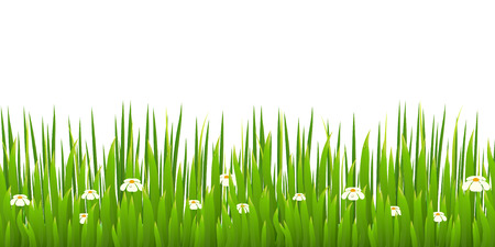Green grass with blooming chamomiles isolated on white background. Nature. Spring. Vector illustration.のイラスト素材