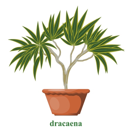 Color image of dracene in a clay pot on a white background. Isolated object. Dracaena in Cartoon style. Vector illustrationのイラスト素材