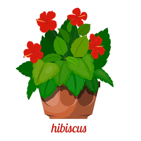 Hibiscus plant in a flowerpot on a white background. Vector image of rose hibiscus with leaves, flowers and clay potのイラスト素材