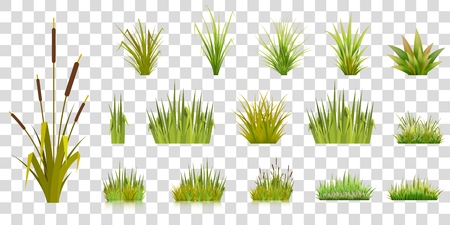 Set of grass blades on a transparent background green grass in bunches of gardening lawn and bulrush with reflection vector illustrationのイラスト素材