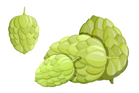 Color image of a green hop flower on a white background. An isolated object of nature, the material for beer and alcoholic beverages. Vector illustrationのイラスト素材