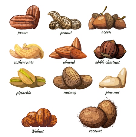 Large set of color images of nuts on a white background Vector illustration of hand drawing of fruits of peanut chestnut, cashew, pecan, walnut,  coconut, acorn, pistachio, almond, coconut,  pine nutsのイラスト素材