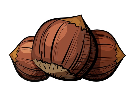 Color image of a group of edible chestnut nuts on a white background. Healthy and dietary food. The element of proper nutrition. Vector illustration of a walnut fruitのイラスト素材