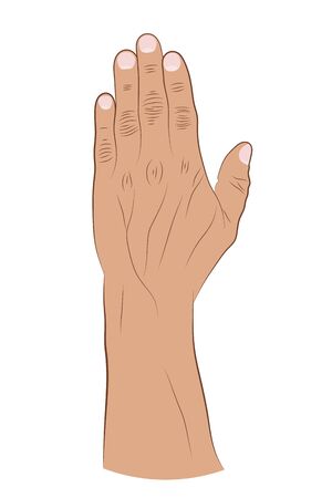 Human hand raised up on a white background. Vector illustration of a brush with fingers. Hand drawingのイラスト素材