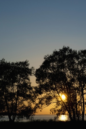 Sunset and treesの写真素材