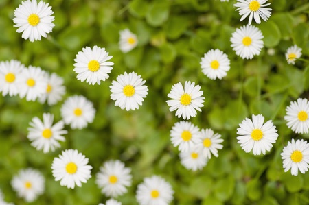 Top View of white flowersの写真素材