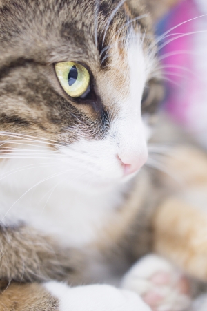 Close up of a domestic cat lying down and watchingの写真素材