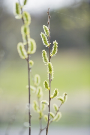 Budding katkins on willow tree at springtimeの写真素材