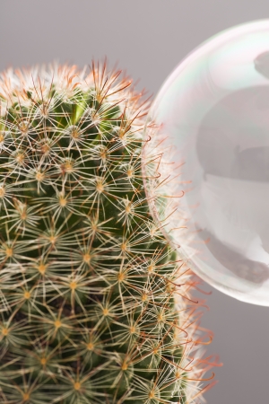 Closeup of bubble stuck on the needles of a cactusの写真素材
