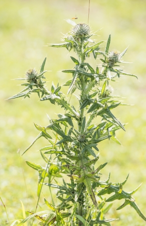 Closeup of thistle plant at summertimeの写真素材