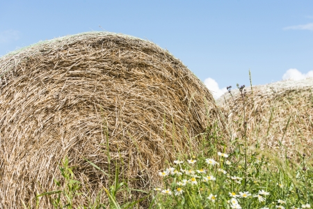 Summer scene with hay bales used for animal fodder