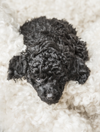 Little adorable black poodle puppy relaxing on white furの写真素材