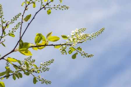 Spring tree in blossom with blue sky in the backgroundの写真素材