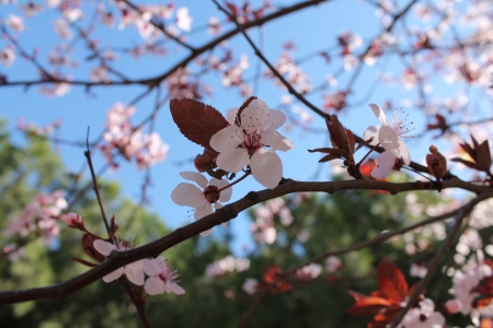Spring Flowersの写真素材