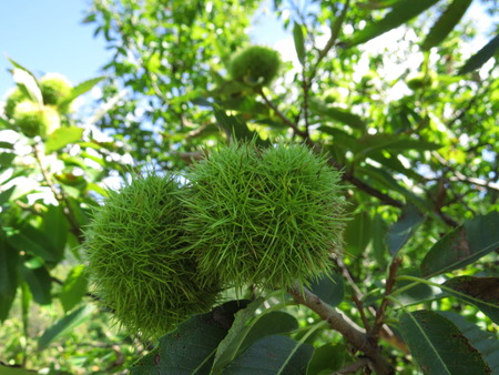 Chataignes - Ardecheのeditorial素材