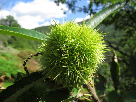 Chataignes - Ardecheのeditorial素材