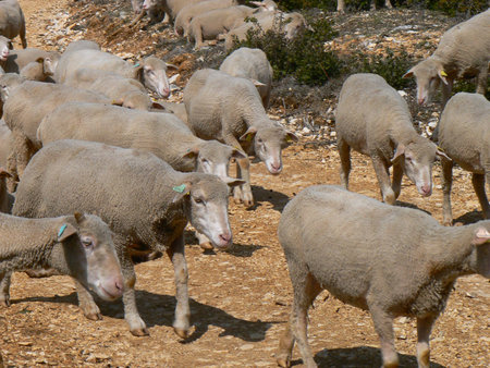 Troupeau de moutons - Flock of sheep, Provenceの写真素材