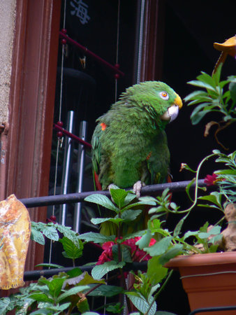Perroquet vert chantant a la fenetre - Green parrot singing at the windowの写真素材