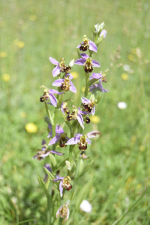Wild Orchid plant in the grassの写真素材