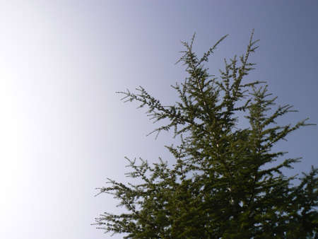 Beautiful tree in the natureの写真素材