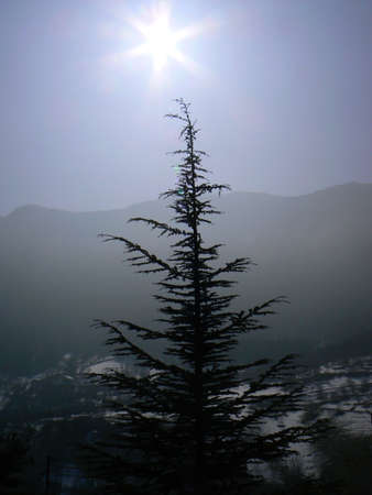 Beautiful tree in the natureの写真素材
