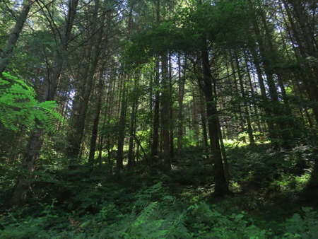 Trees, forests and vegetation