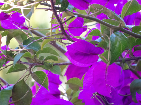 Close-up of a pink climbing bougainvillea in flowerの写真素材
